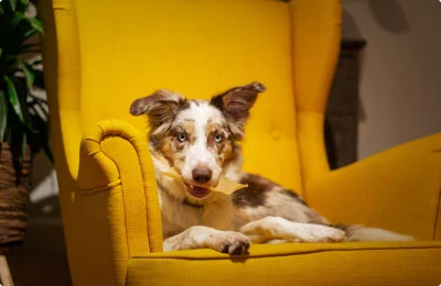 Best Online|Pet Store Dubai