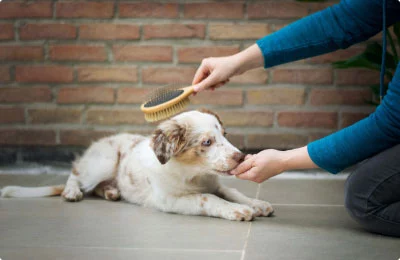 Best Online|Pet Store Dubai