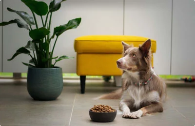 Best Online|Pet Store Dubai
