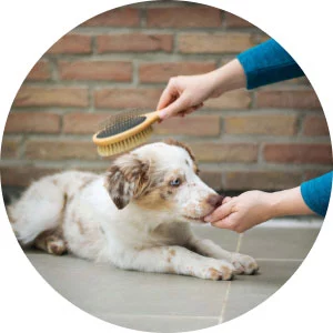 Best Online|Pet Store Dubai