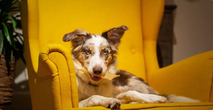 Best Online|Pet Store Dubai