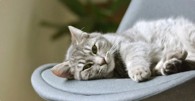 Best Online|Pet Store Dubai