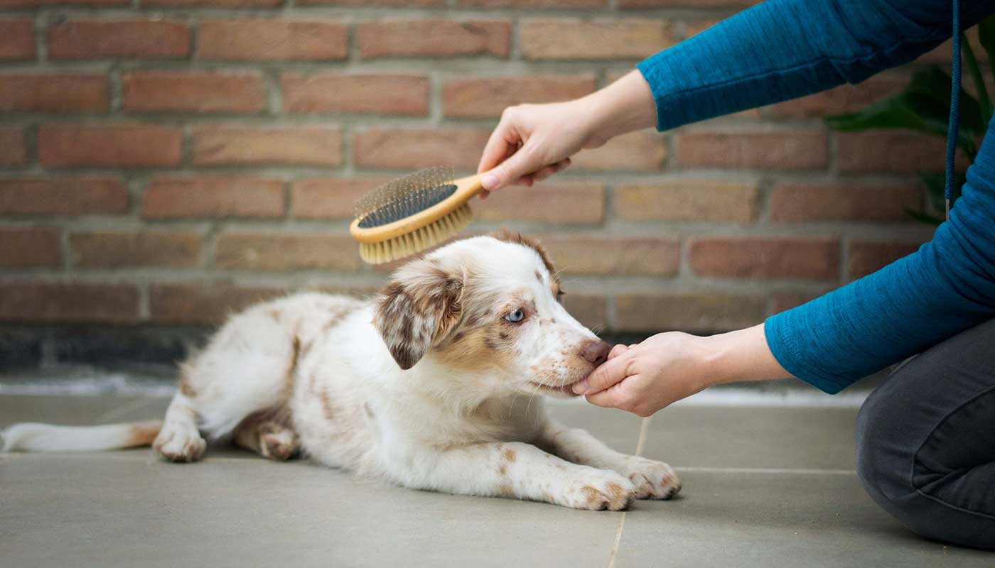 Best Online|Pet Store Dubai
