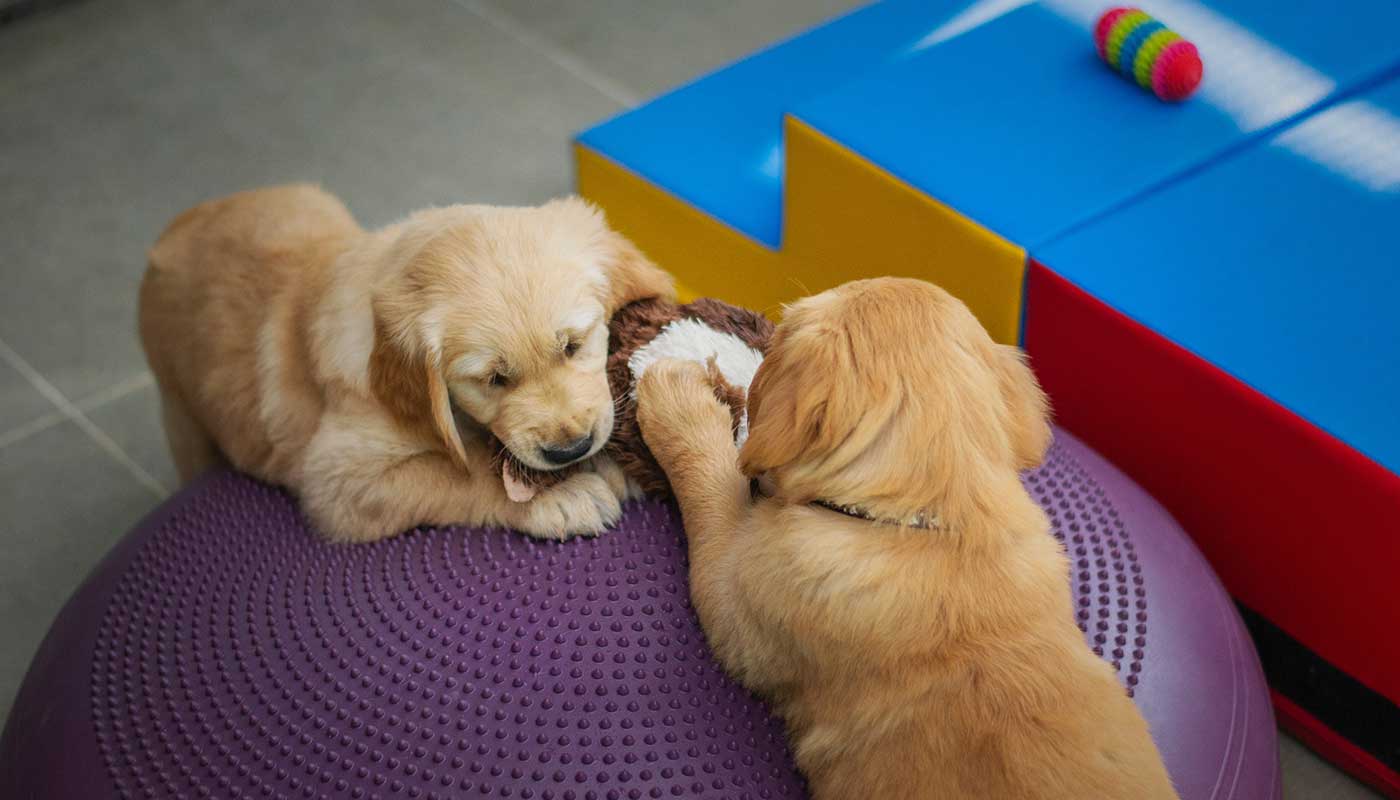 Best Online|Pet Store Dubai
