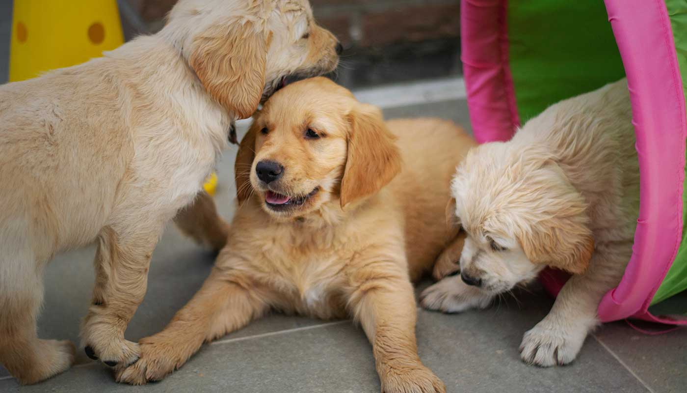 Best Online|Pet Store Dubai
