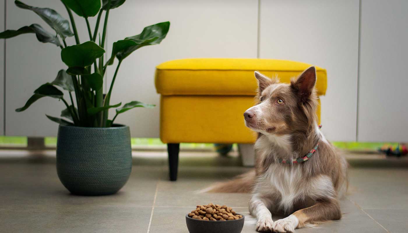 Best Online|Pet Store Dubai