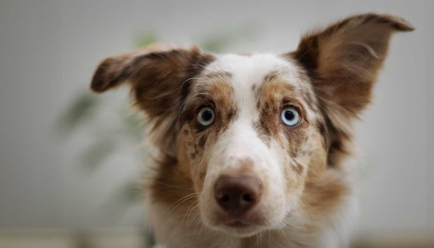 Best Online|Pet Store Dubai