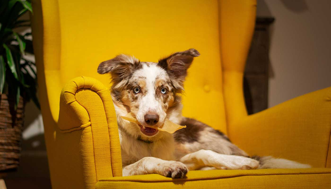 Best Online|Pet Store Dubai