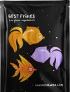 Best Online|Pet Store Dubai