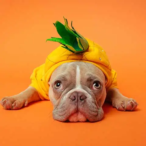 Best Online|Pet Store Dubai