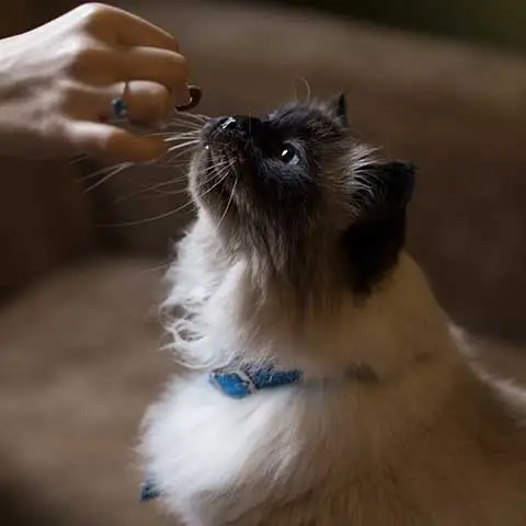 Best Online|Pet Store Dubai