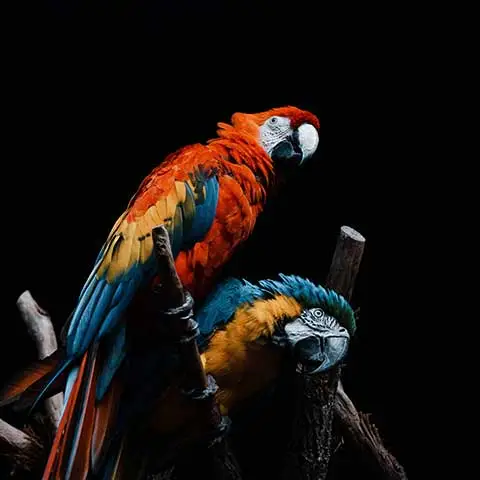 Best Online|Pet Store Dubai
