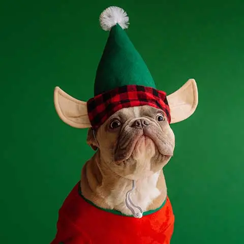 Best Online|Pet Store Dubai