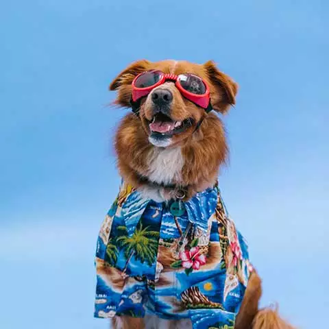 Best Online|Pet Store Dubai